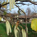 Corylus avellana fleur male